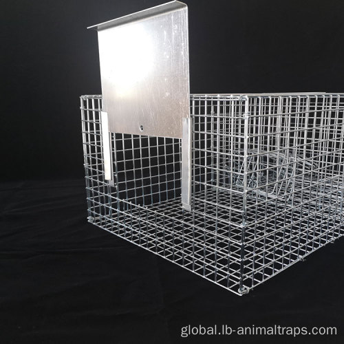 Bird Traps Cage Epa Certification Stainless Steel Bird Spike Manufactory